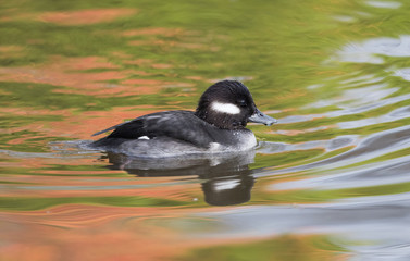 Bufflehead swimming in water at MartinMere