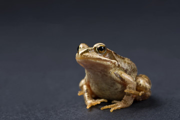 Frog on a black isolated background. Frog.
