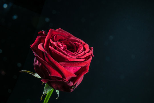 Rote Rose