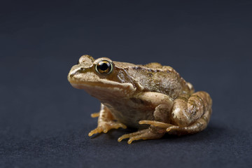 Frog on a black isolated background. Frog.
