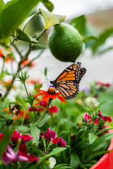 Monarch Butterfly