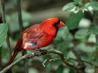 Red Bird 2