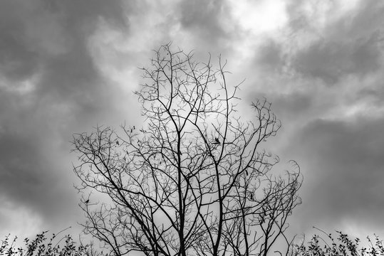 Dead Tree Moody Sky