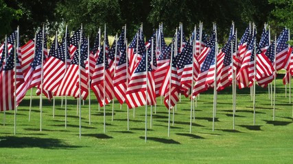 United States flags flying on summer day in a display of patriotism 