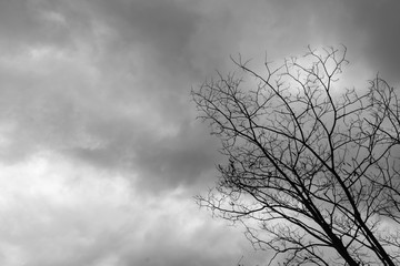 Dead Tree Moody Sky