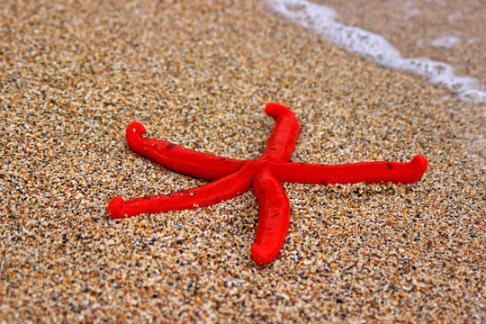 Rearrest red starfish from the Mediterranean sea founded in Greece