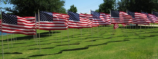 United States flags flying on summer day in a display of patriotism 