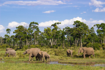 Obraz premium Elephant herd grazing in Masai Mara