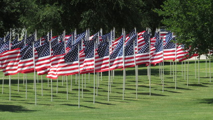 United States flags flying on summer day in a display of patriotism 
