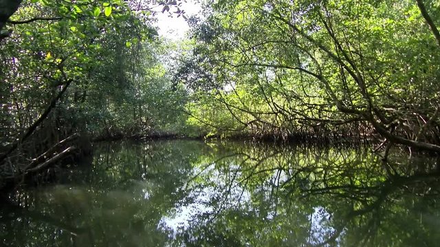 By boat through the canals of the Quebrada river.  Sailing through the tropical landscape in Bastimentos island. The tropical vegetation is reflected on the surface of the river.