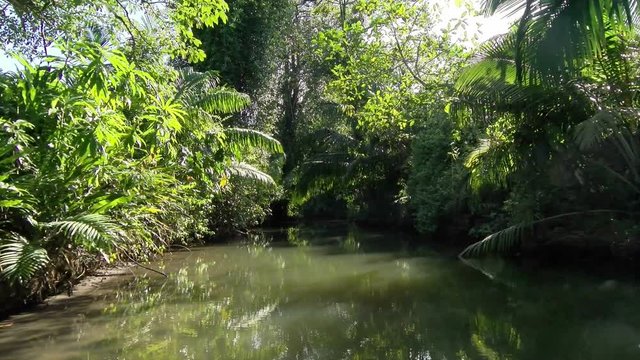 By boat through the canals of the Quebrada river.  Sailing through the tropical landscape in Bastimentos island. The tropical vegetation is reflected on the surface of the river.