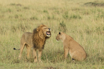 Fototapeta na wymiar Lion and lioness at Masaimara