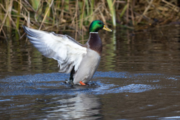 Mallard shaking its feather at Martinmere