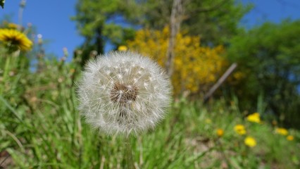 Dandelion head