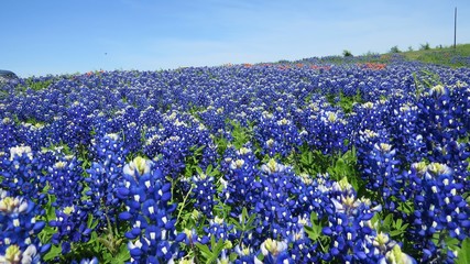 Beautiful field of Texas Bluebonnets in the spring