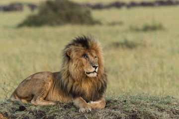 Fototapeta na wymiar A male lion sitting down at Masai Mara