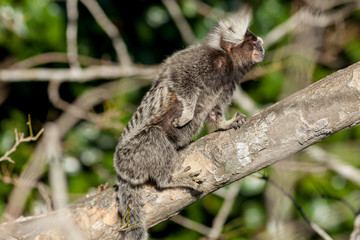 Sagui monkey scratching itself on branch in Rio de Janeiro