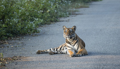 Tiger sitting on the road at Kabini, India © Subramanian