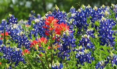 Beautiful field of Texas Bluebonnets and Indian Paintbrush in the spring
