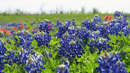 Beautiful field of Texas Bluebonnets in the spring 