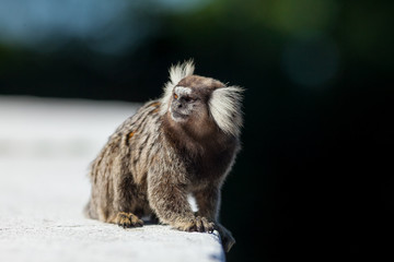Sagui monkey on concrete ledge in Rio de Janeiro