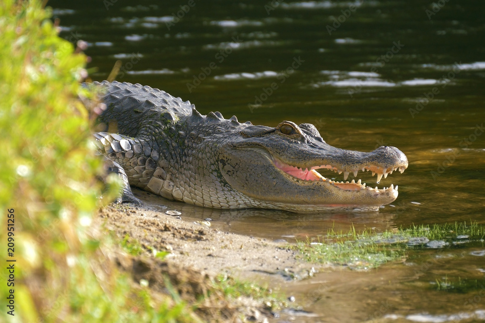 Wall mural alligator on the shore of the lake lies near the water with an open mouth in a natural habitat. alli