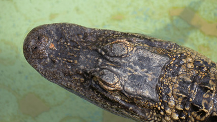 Crocodile head, top view. Alligator close up portrait. Alligator floats just above the water. Close-up of the head of a alligator, Florida. © Sid10