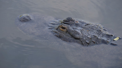 Alligator is a large crocodile in the water. Alligator close up portrait. Alligators in a swamp in Florida. Close-up of the head of a alligator, Florida.