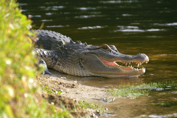 Alligator on the shore of the lake lies near the water with an open mouth in a natural habitat....