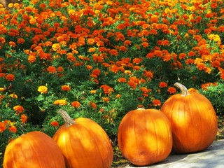 Fall pumpkins and flowers