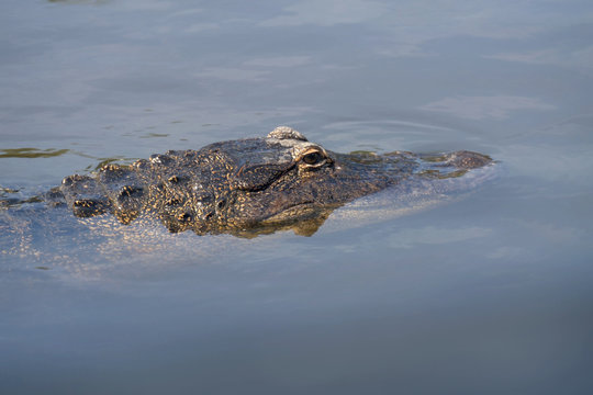 Single crocodile floating in water. Alligator is a large crocodile in the water. American Alligator - Alligator mississippiensis. Close-up of the head of a alligator, Florida, 4k.