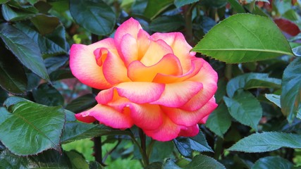 Beautiful closeup of a pink rose in the summer
