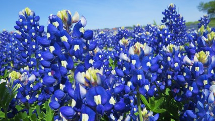 Beautiful field of Texas Bluebonnets in the spring