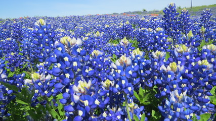 Beautiful field of Texas Bluebonnets in the spring 