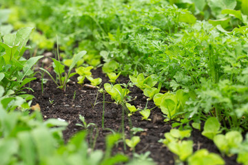 Fresh herbs. Gardening background with radish