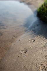 Dog footprints in sand