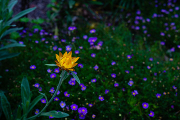 Yellow Daisy Flower in the Royal Botanic Gardens Victoria