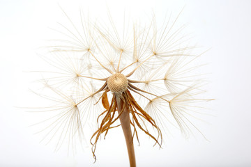 dandelion and its flying seeds on a white background