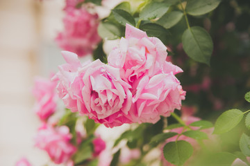 closeup of rose bush flowers in garden