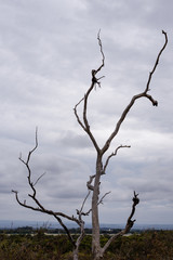 Dead Tree Moody Sky in the Royal Botanic Gardens Victoria