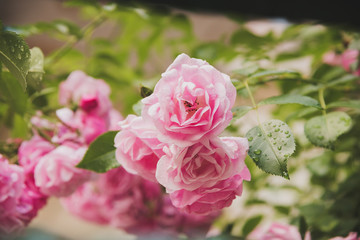 closeup of rose bush flowers in garden