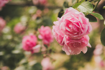 closeup of rose bush flowers in garden