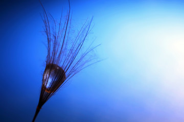 Obraz premium the seed of a dandelion with water drop inside on a dark blue background