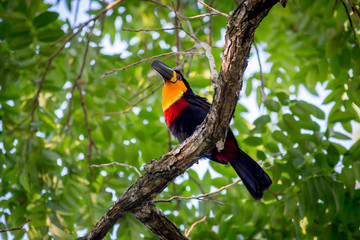 Wild Ariel Toucan on a branch with foliage in the background
