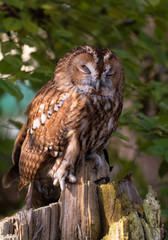 Tawny owl sleeping