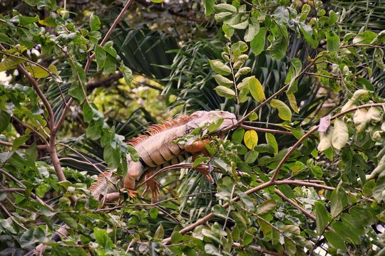 Iguana on the tree