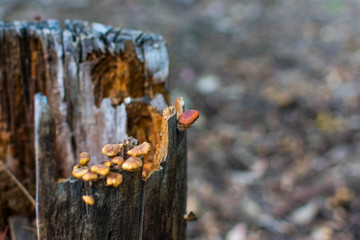 hongo, arbol muerto, bokeh, seco