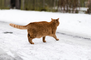 Sandy cat on snow in the city