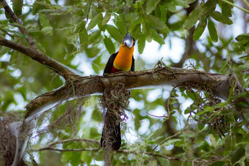 Wild Ariel Toucan on a branch framed by foliage