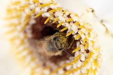 abeja